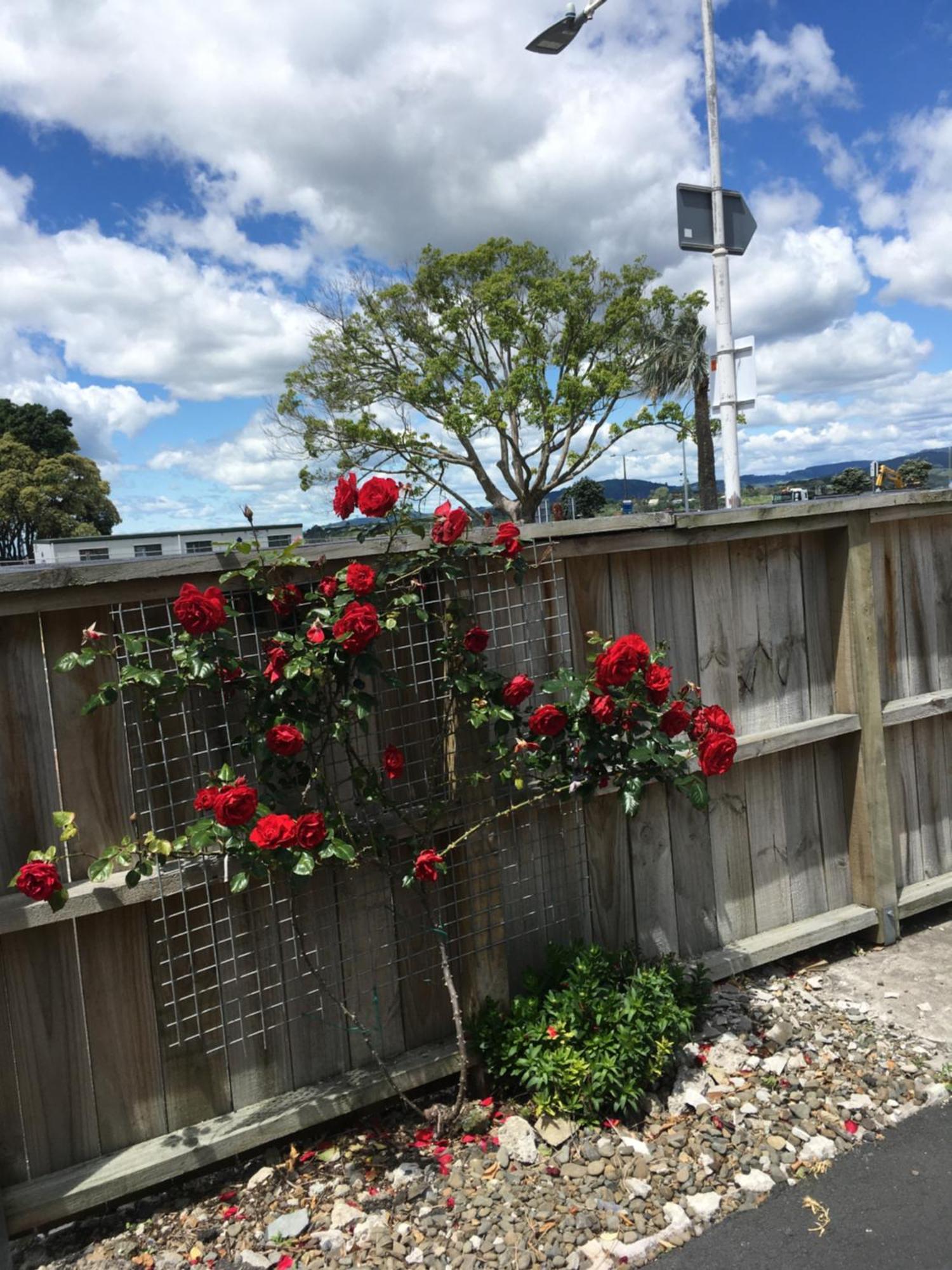 Strand Motel Tauranga Buitenkant foto